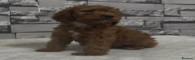 Cockapoo 1