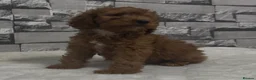 Cockapoo dogs for sale: F1 Deep Fox Red Cockapoo Boy - Advert 1