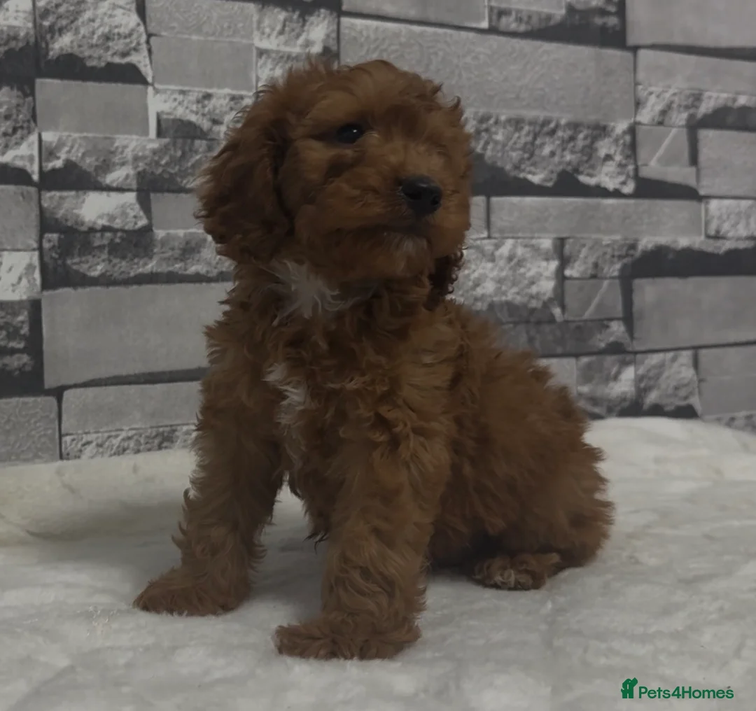 Cockapoo dogs for sale: F1 Deep Fox Red Cockapoo Boy - Advert 1