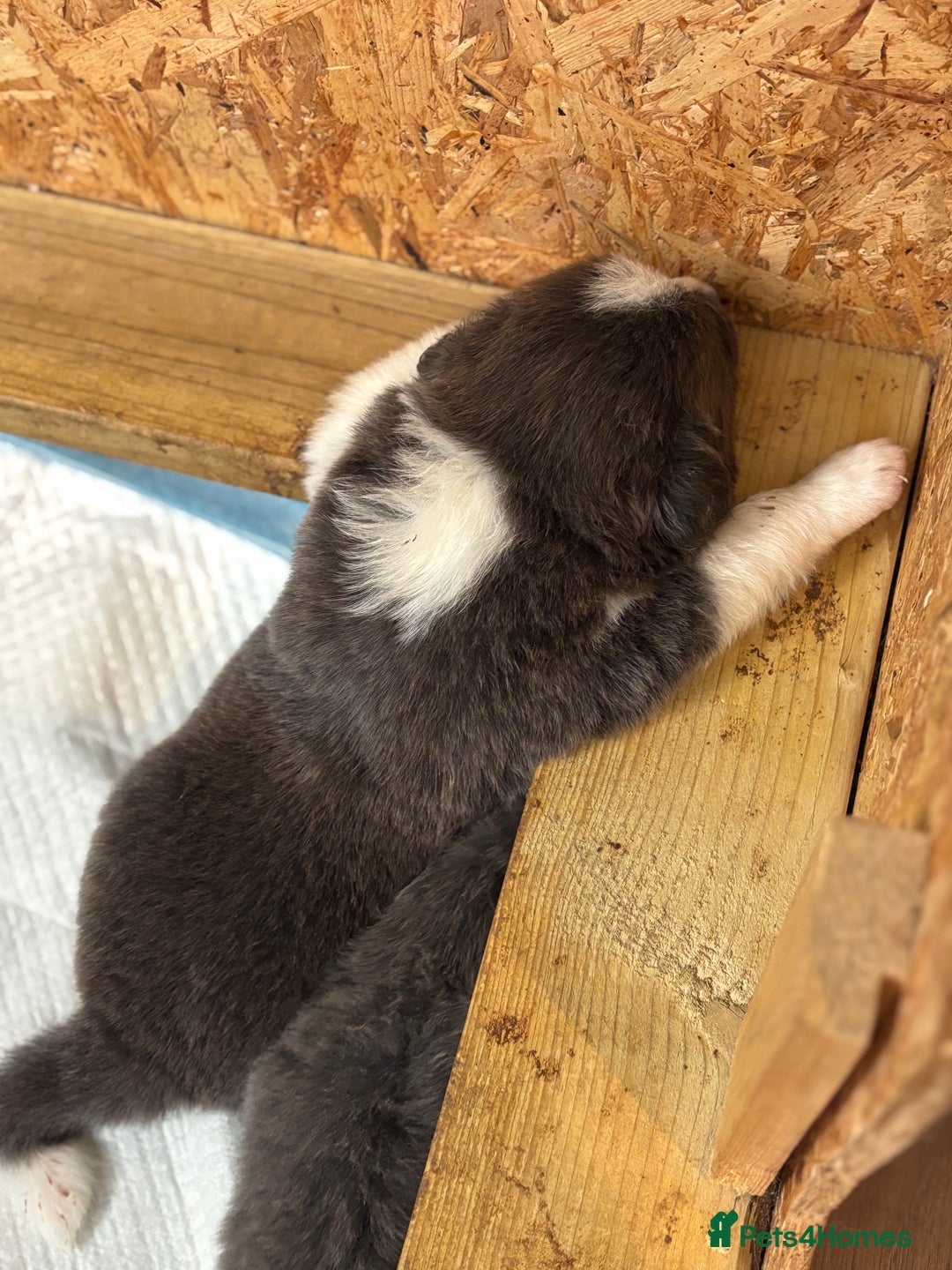 Border Collie dogs for sale:  One Blue & White Boy Available - Advert 32