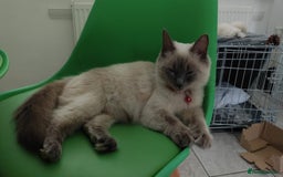 Ragdoll cats for sale: Half breed Ragdoll female kitten available  - Image 17