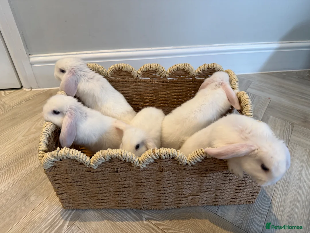 Mini Lop rabbits for sale: 5 Beautiful White Mini Lop Bunnies – Ready Now - Advert 1