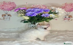 Ragdoll cats for sale: ⭐️TICA REG⭐️PEDIGREE⭐️CHAMP LINE🏆Ragdoll Kittens  - Advert 24