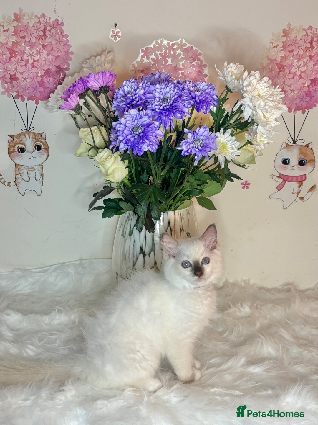 Ragdoll cats for sale: ⭐️TICA REG⭐️PEDIGREE⭐️CHAMP LINE🏆Ragdoll Kittens  - Advert 24