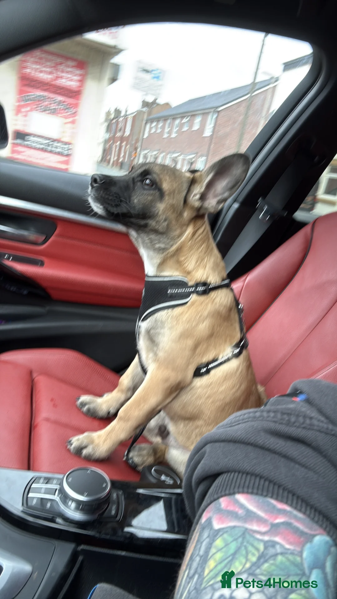 Mixed Breed dogs for sale: GSD x Frenchie for rehome - Advert 5