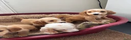 Cocker Spaniel dogs for sale: Cocker spaniel puppy’s READY SOON - Advert 9