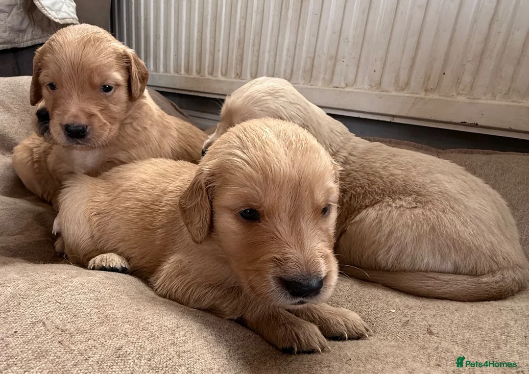 Golden Retriever dogs for sale: Extensively health tested parents!  - Advert 8