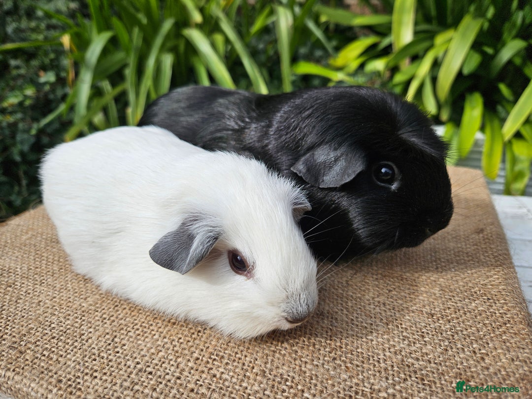 Guinea Pig rodents for sale: Bonded baby/young male californian guinea pigs - Image 4