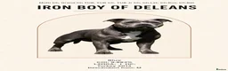 Staffordshire Bull Terrier dogs for sale: Bullscaff Blue Venom × Blue Lola — 2 boys, 5 girls in Manchester - Advert 8