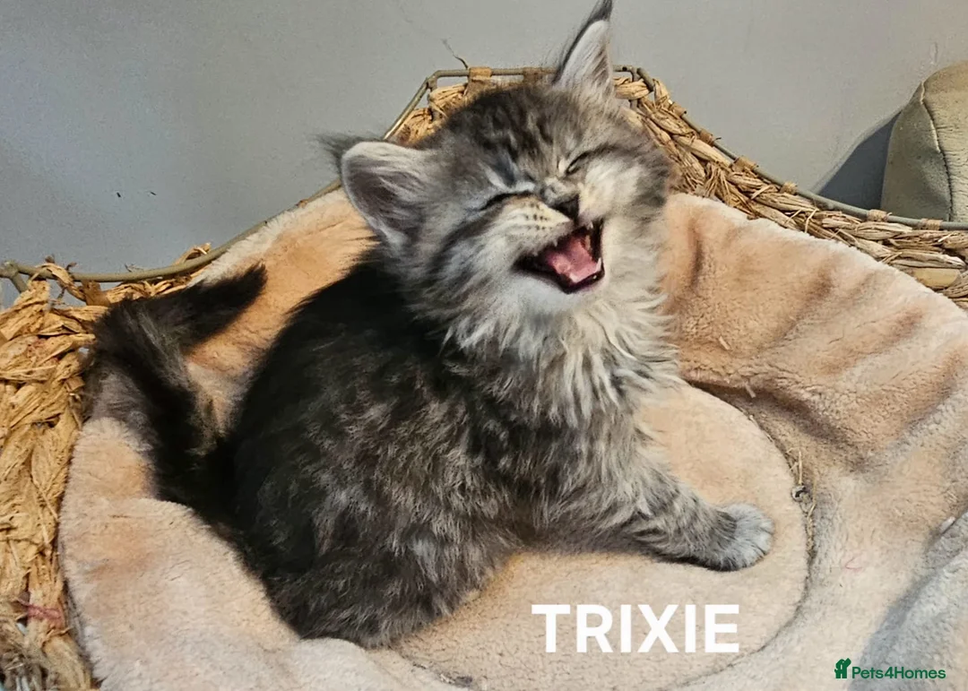 Maine Coon cats for sale: Beautiful Registered Maine Coon kittens  - Advert 2