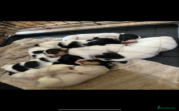 Jack Russell dogs - Advert 11