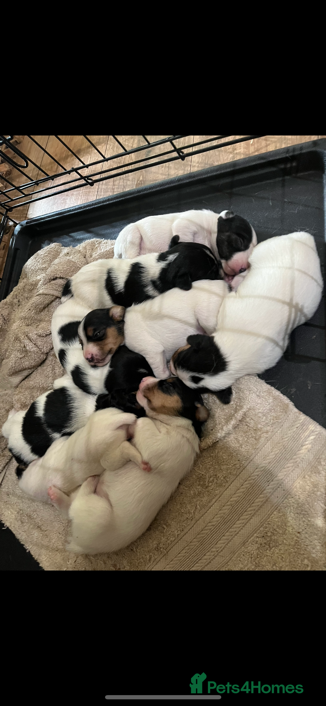 Jack Russell dogs for sale: Farm bred jack Russell puppies for sale  - Image 1