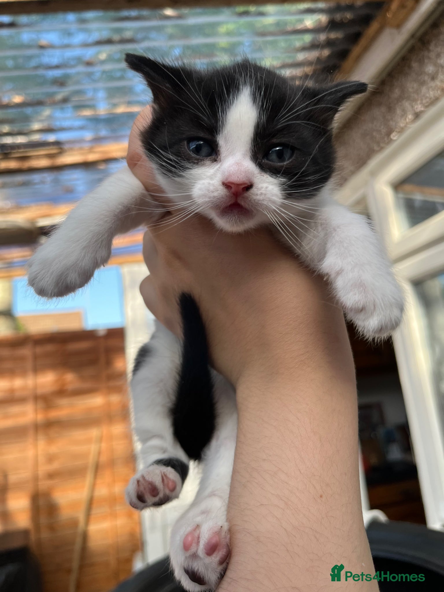 Mixed Breed cats for sale: 2 Girls & 1 Boy Looking for Loving Homes! 🏡💕 - Advert 2