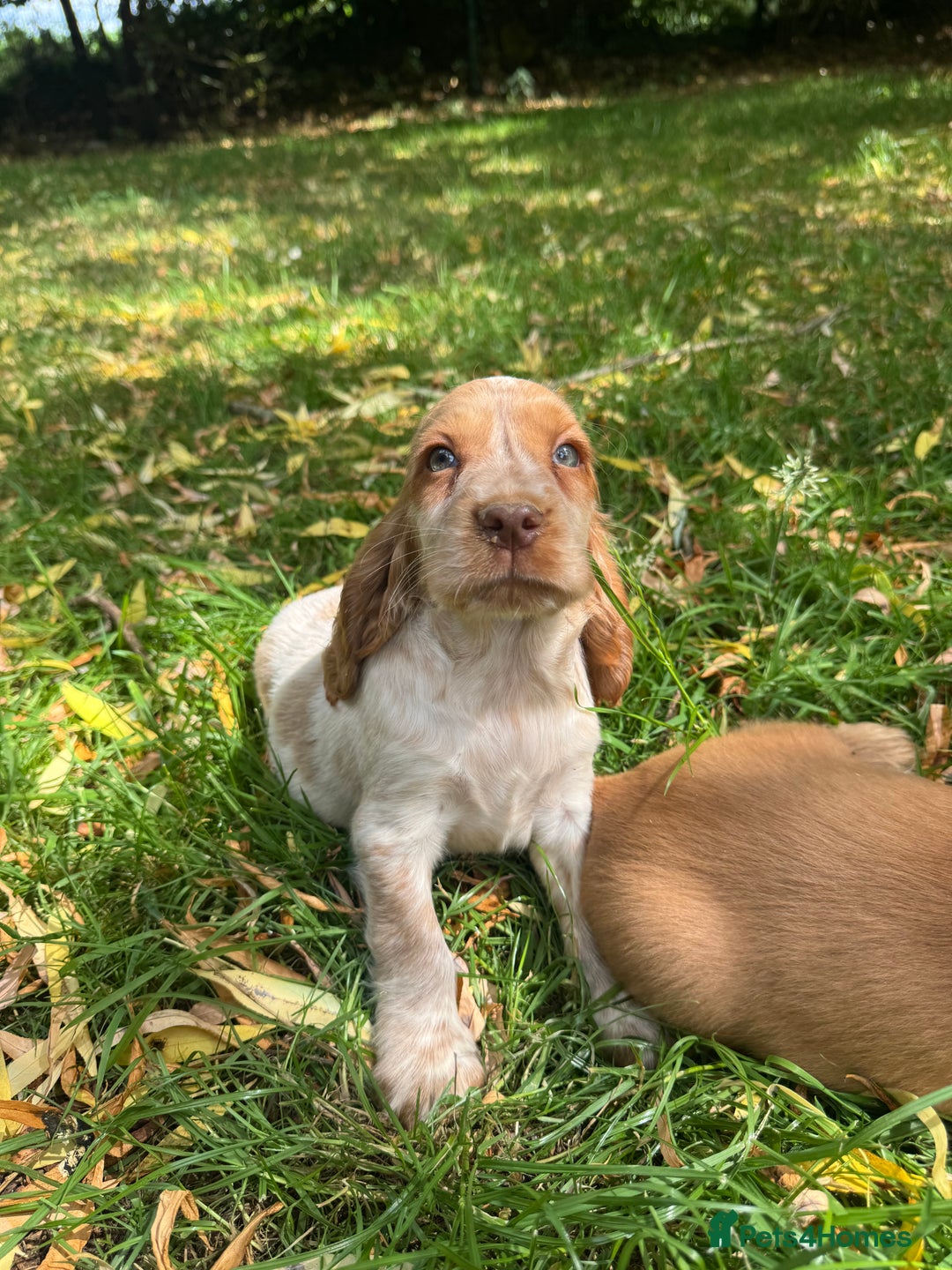 Cocker Spaniel dogs for sale: TRUE SHOWTYPE COCKERSSPANIELS HEALTHTESTED PARENTS - Image 10