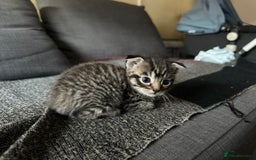 Scottish Fold cats for sale: Scottish Fold Kittens - Image 17