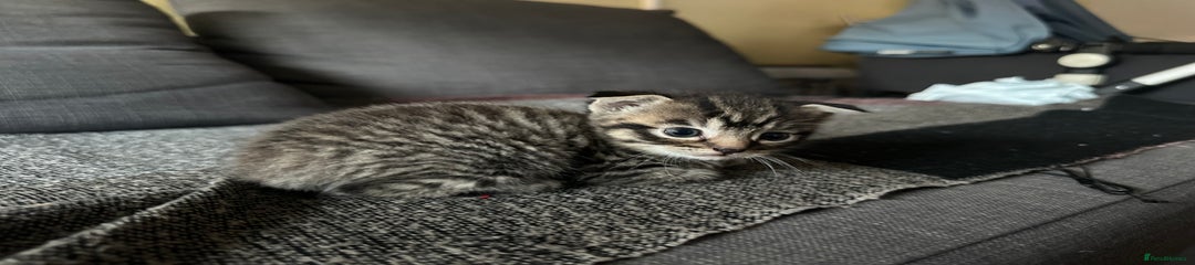 Scottish Fold Kitten 5