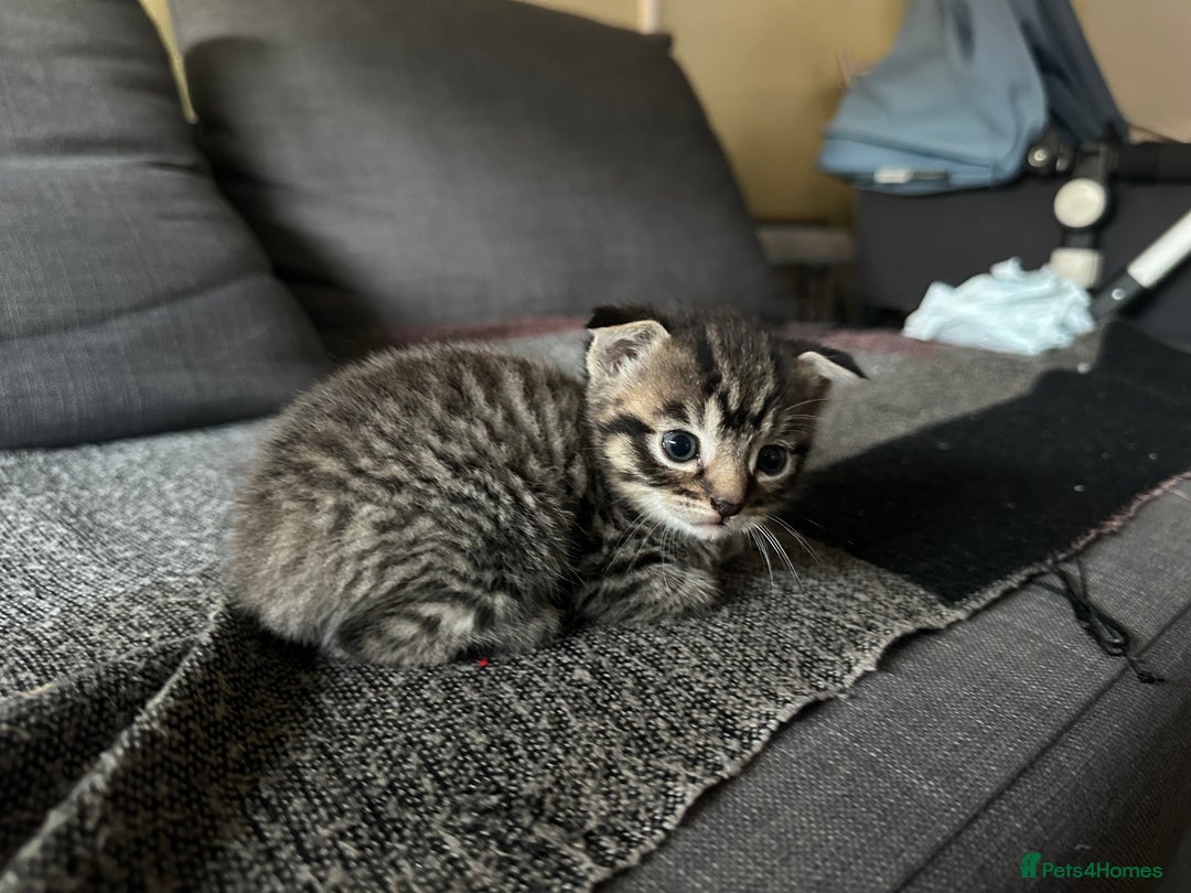 Scottish Fold cats for sale: Scottish Fold Kittens - Image 17