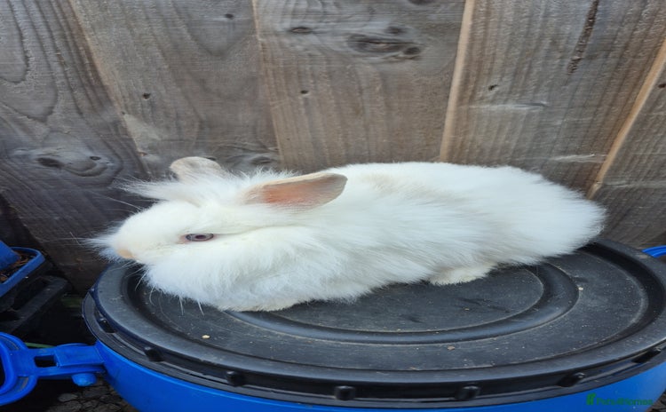 Lionhead rabbits - Advert 1