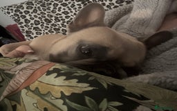 French Bulldog dogs for sale: Cuddle Bear Biscoff - Female French Bulldog - Image 1