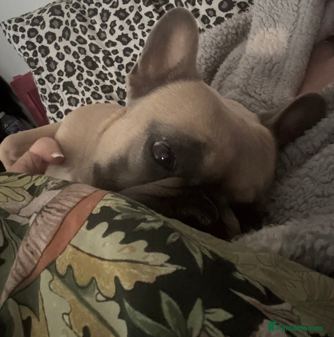 French Bulldog dogs for sale: Cuddle Bear Biscoff - Female French Bulldog - Image 1