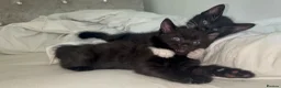 Mixed Breed cats for sale: 🐾BlackBrown Tabby Kittens needing Forever Homes🐾 in London - Advert 12