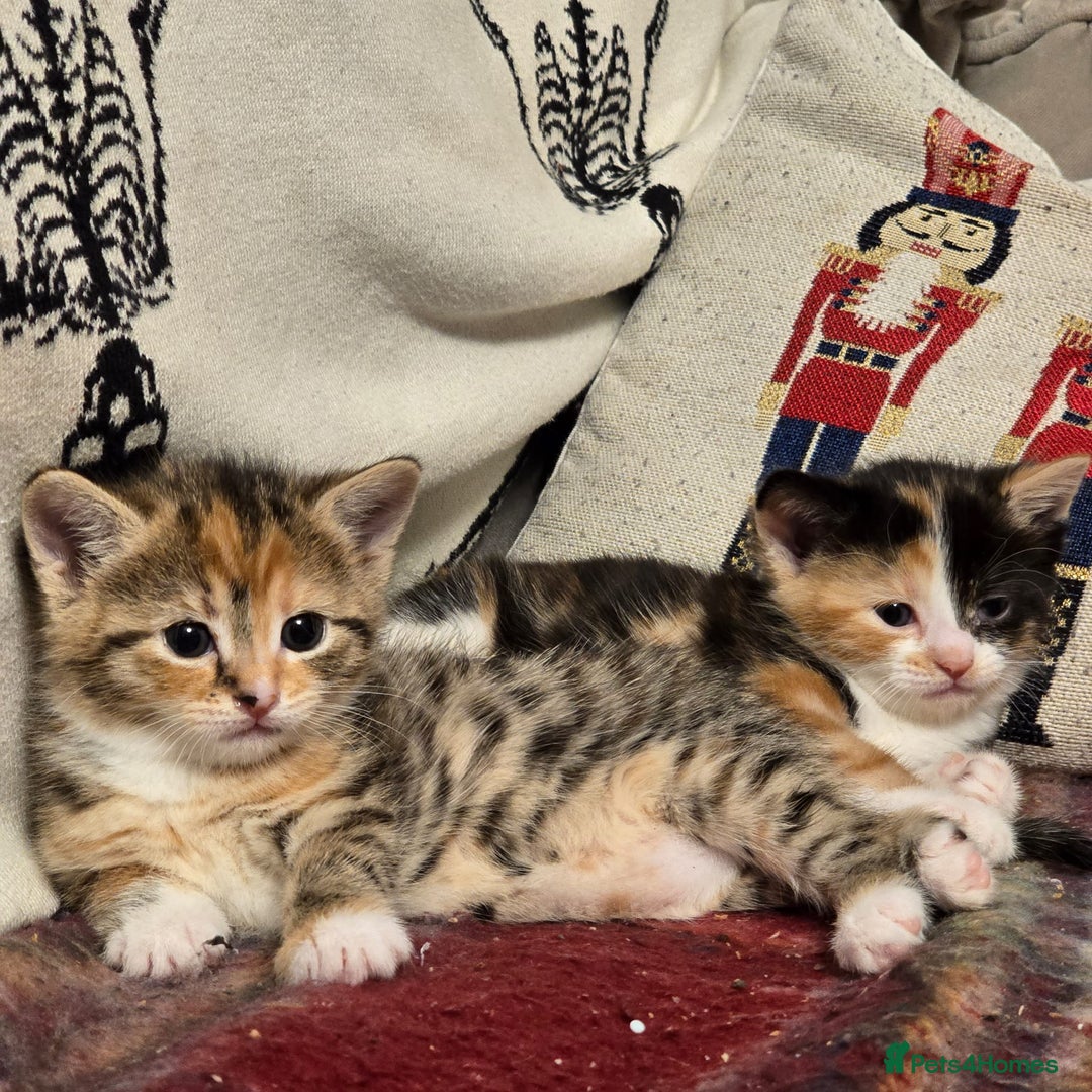 Mixed Breed cats for sale: Ready now 🐱🏠🖤 - Advert 8