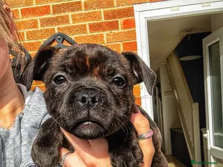 Staffordshire Bull Terrier dogs Staffordshire bull terrier puppies - Advert 9