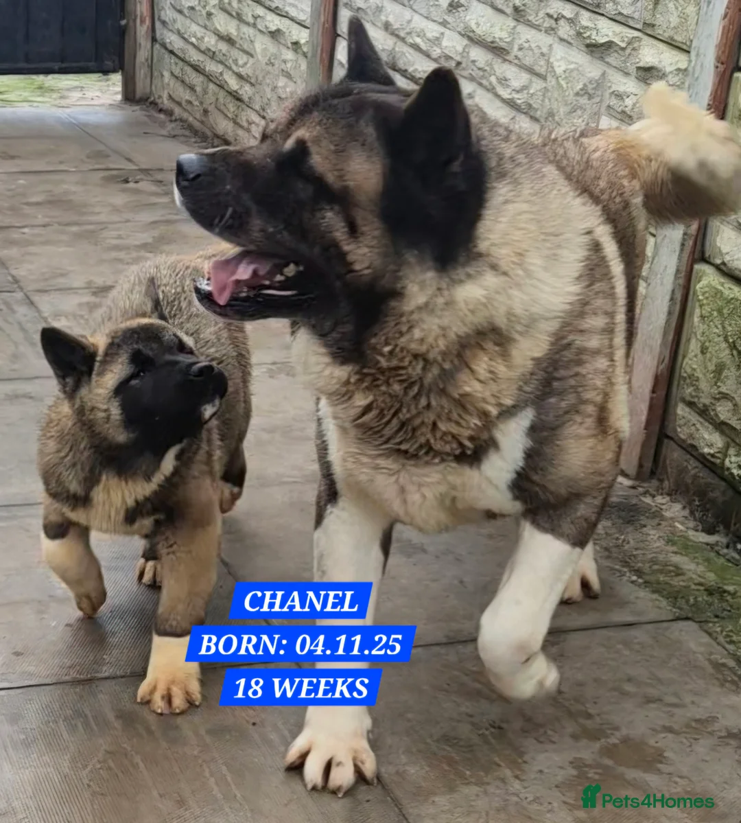 Akita dogs for sale: AMERICAN AKITA FEMALES BLACK MASK BEARS - Advert 2