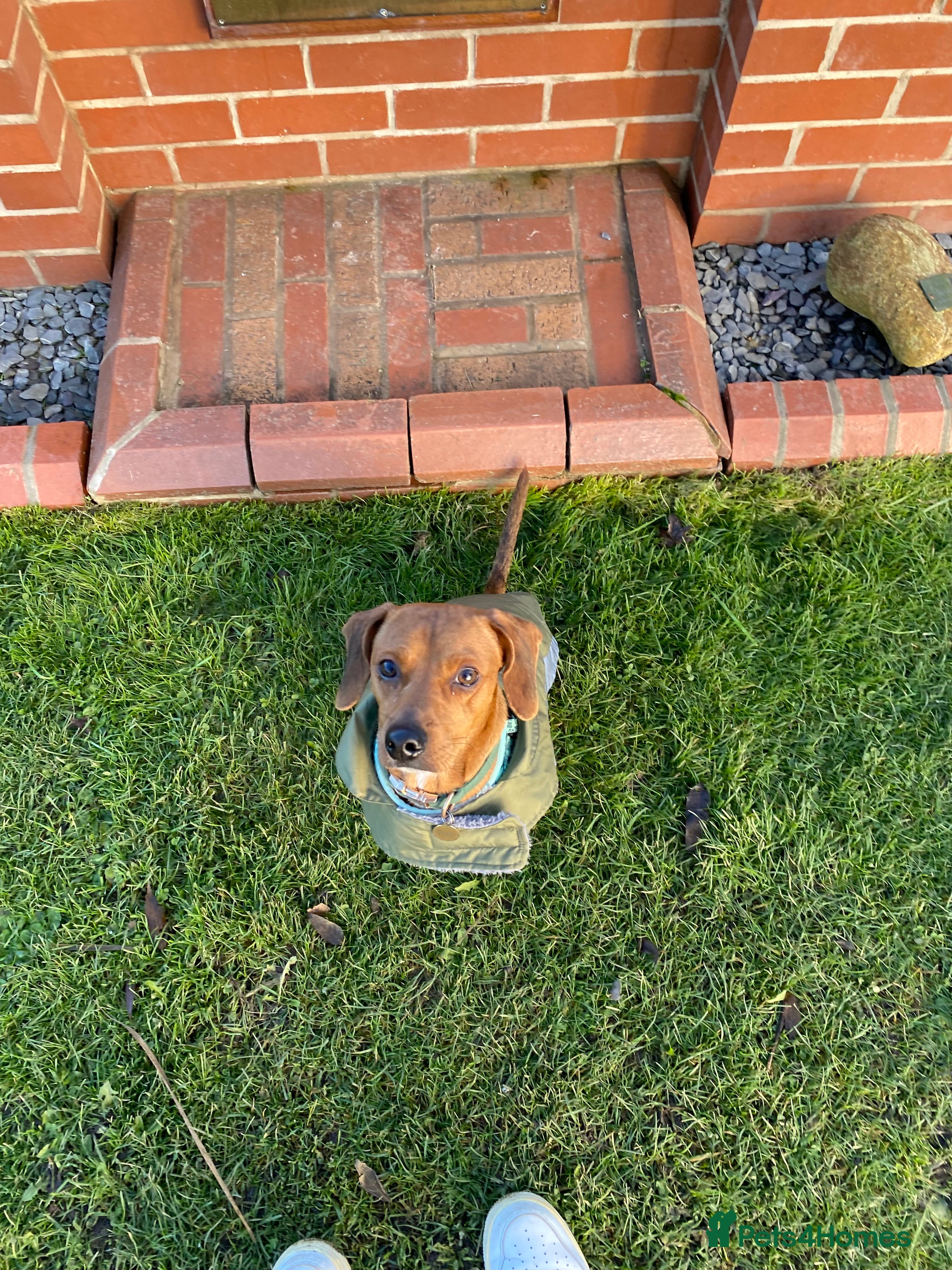 Mixed Breed dogs meet Phil  - Advert 1