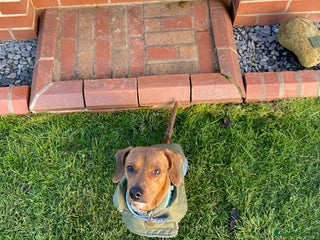 Mixed Breed dogs meet Phil - Advert 1