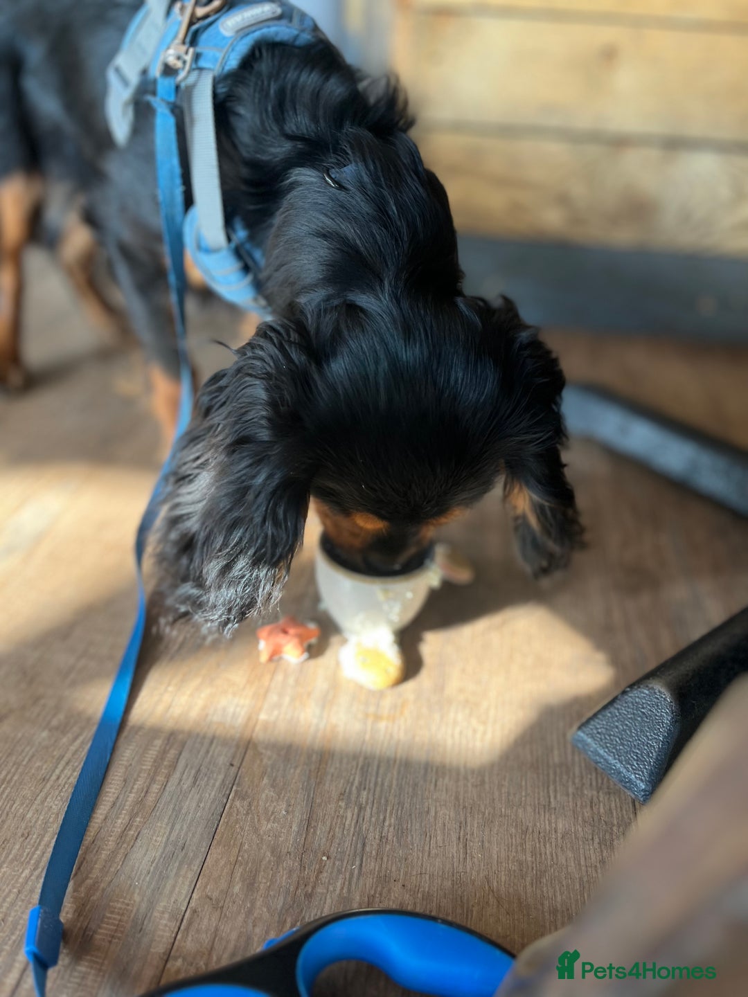 Cavalier King Charles Spaniel dogs for stud: Black & Tan cavalier King Charles spaniel stud  in Ferryhill - Image 13