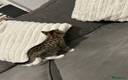 Mixed Breed cats for sale: 4 gorgeous kittens ready for amazing homes  - Advert 6