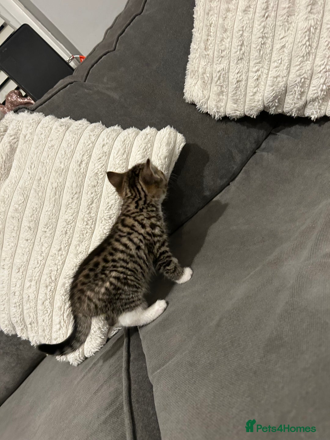 Mixed Breed cats for sale: 4 gorgeous kittens ready for amazing homes  - Advert 6