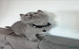 British Shorthair cats for sale: Blue British Shorthair 🐈‍⬛ - Image 12