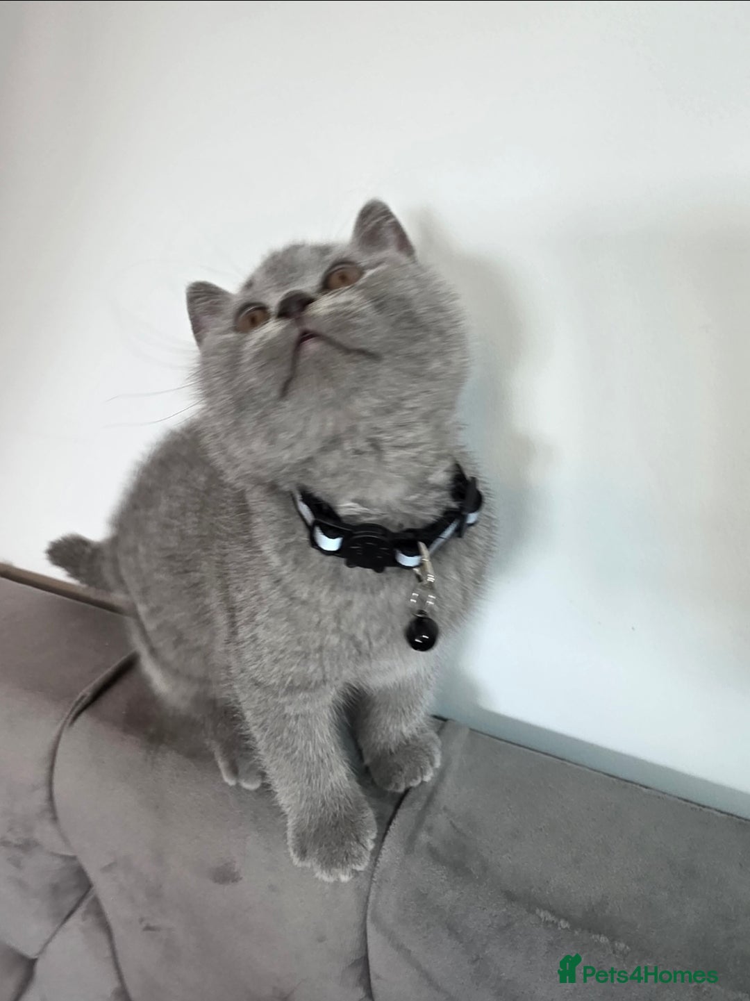 British Shorthair cats for sale: Blue British Shorthair 🐈‍⬛ - Image 12