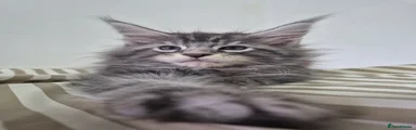 Benji