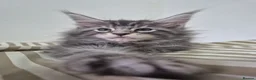 Maine Coon cats for sale: Pedigree gccf registered maine coon kittens - Advert 13