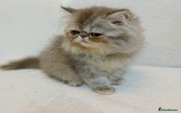 Exotic cats for sale: CHUBBY KITTENS - Image 10