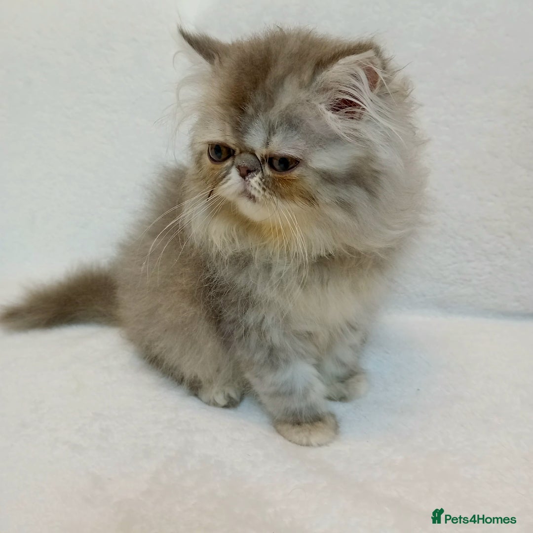 Exotic cats for sale: CHUBBY KITTENS - Image 10