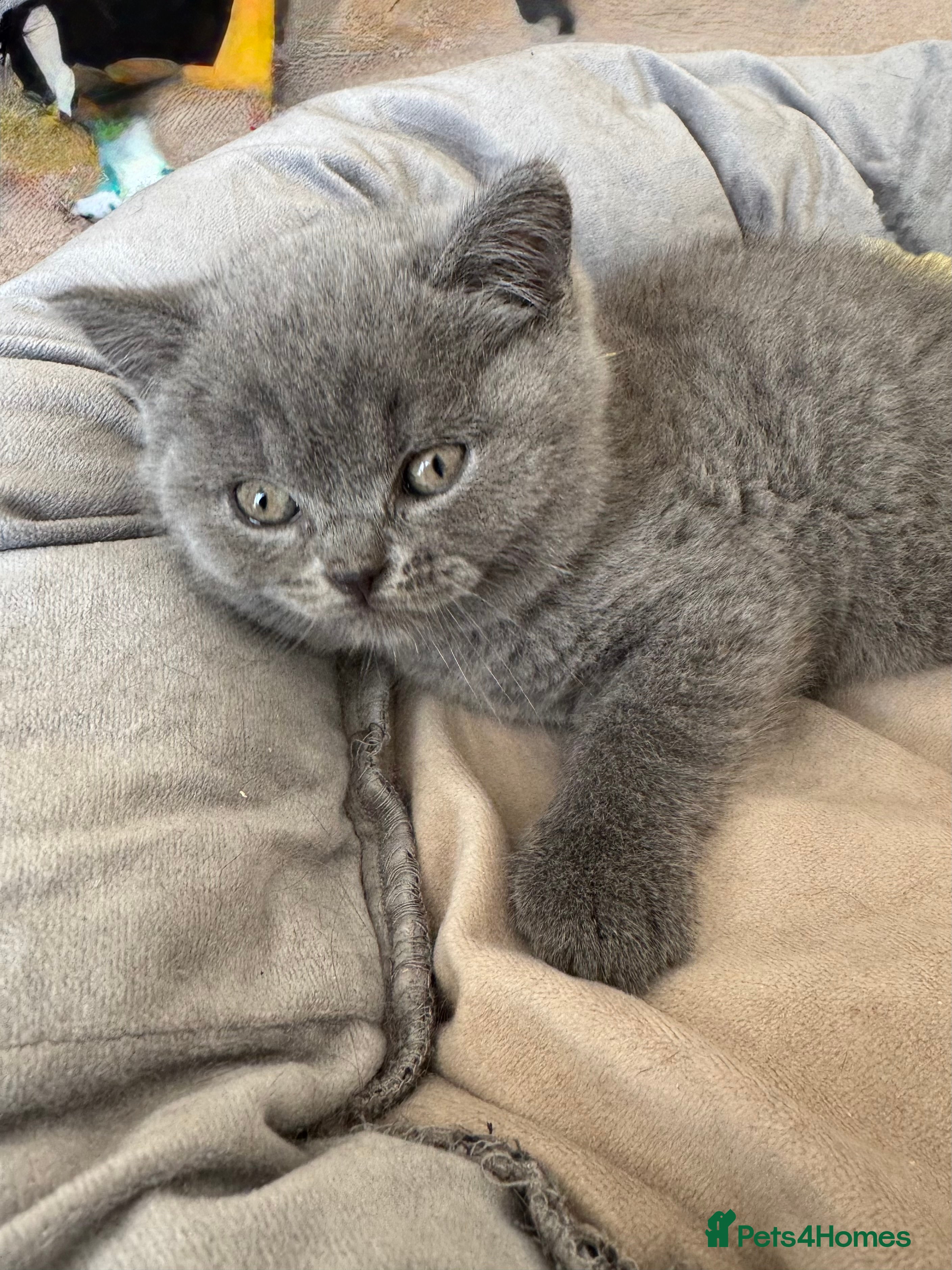 British Shorthair cats Gccf Fluffy and healthy British shorthair kittens - Advert 1