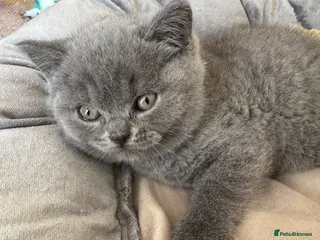 British Shorthair cats Gccf Fluffy and healthy British shorthair kittens - Advert 2