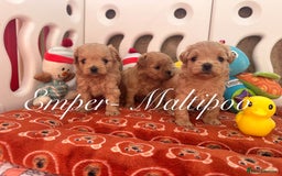 Maltipoo dogs for sale: Tiny Emper-Maltipoo Puppies – Asian teddy dad! - Image 13
