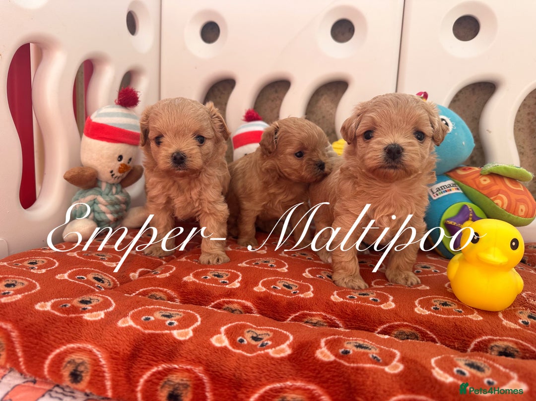 Maltipoo dogs for sale: Tiny Emper-Maltipoo Puppies – Asian teddy dad! - Image 13