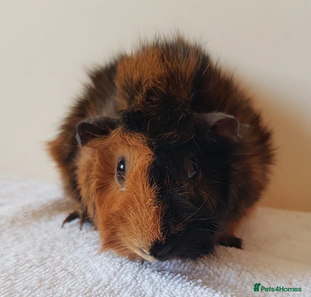 Guinea Pig rodents for sale: Abbysinan Sow - Advert 3