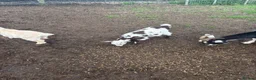 Goats livestock for sale: Pygmy goat in Crawley - Advert 5