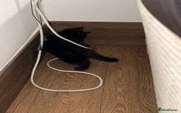 Mixed Breed cats for sale: Cat for sale  - Image 4