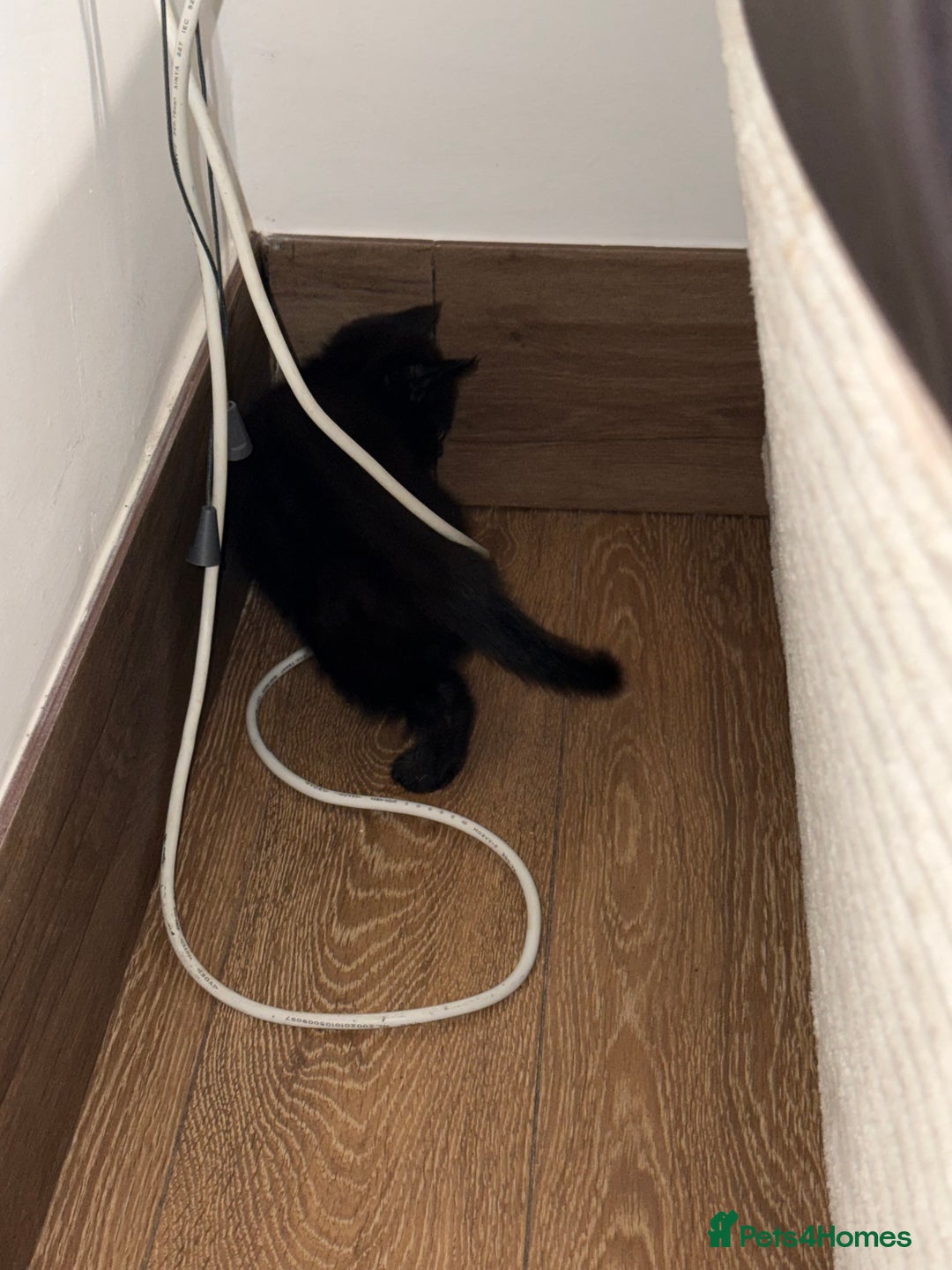 Mixed Breed cats for sale: Cat for sale  - Image 4