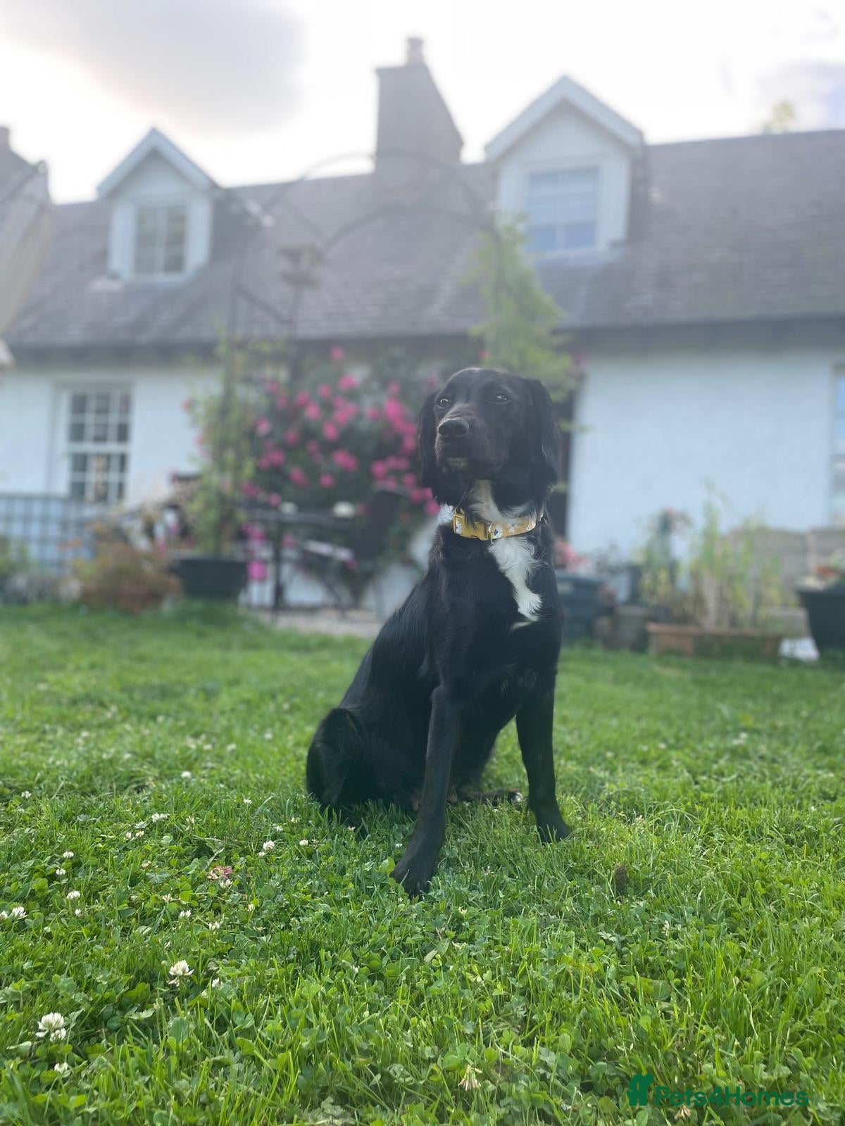 Sprollie dogs 5 females and 1 male available Sprollie puppies - Advert 2
