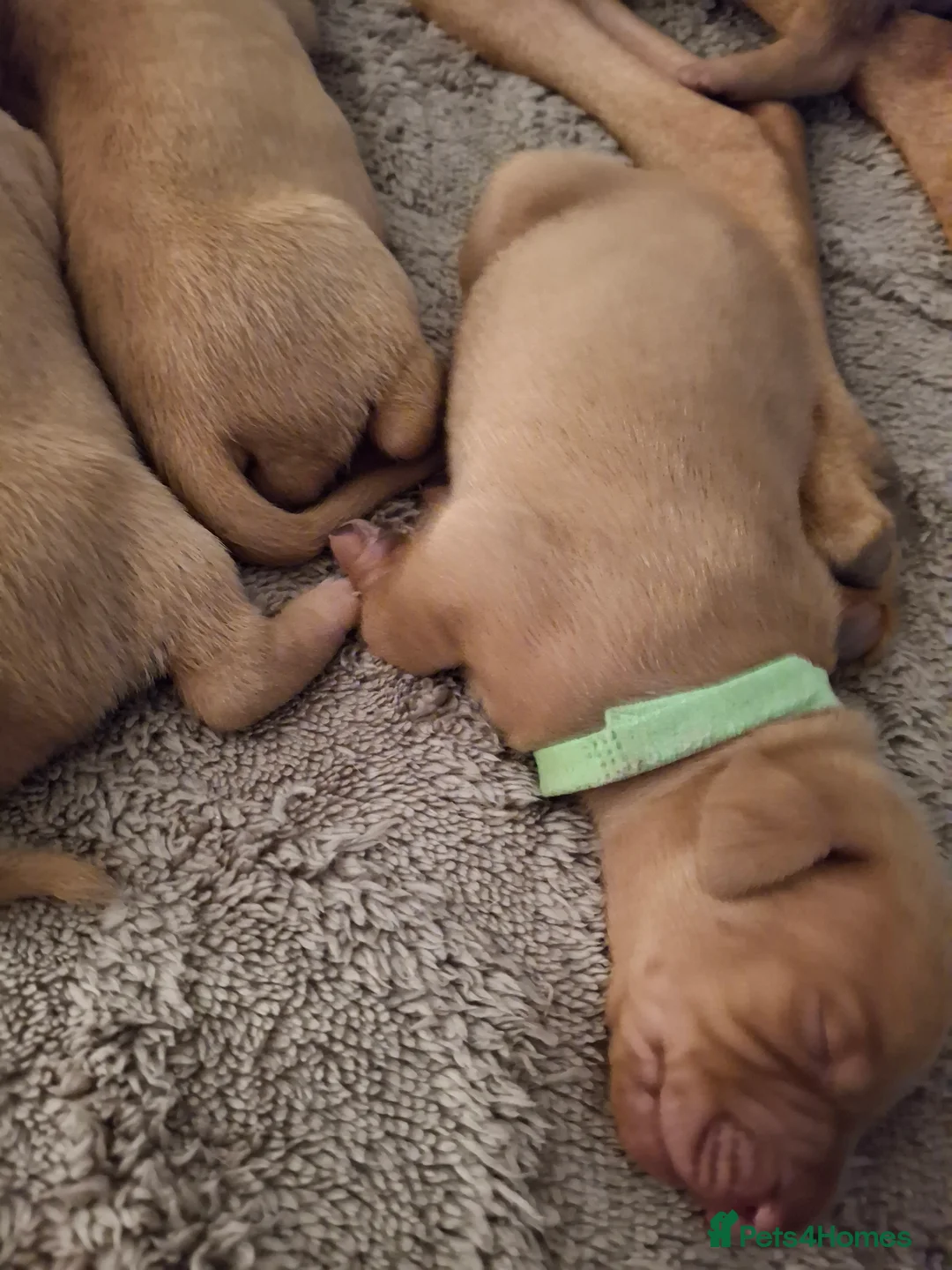 Hungarian Vizsla dogs for sale: Hungarian vizsla for sale  - Advert 12