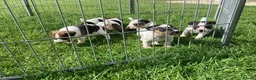 Parson Russell dogs for sale: Beautiful Parsons Jack Russell Terrier Puppies - Advert 5